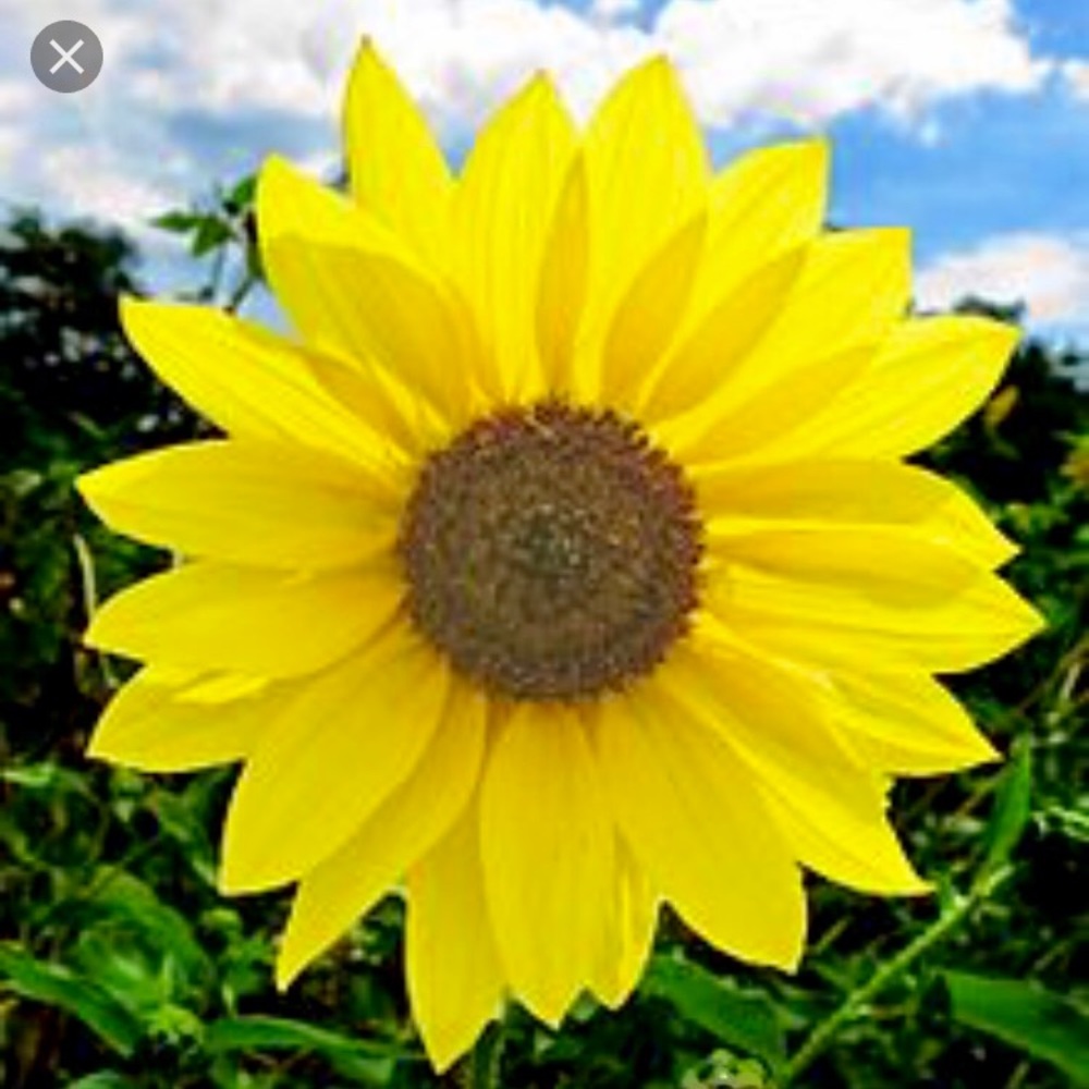 Meet your Posher, Joann